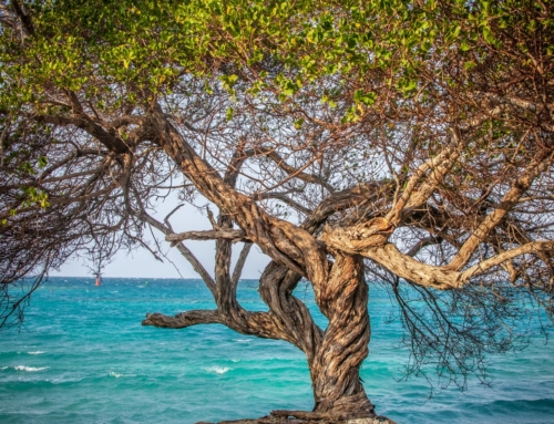 Island Living on Isla Grande